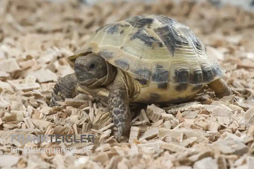 Zertifiziert Vierzehenschildkröte, Testudo horsfieldii