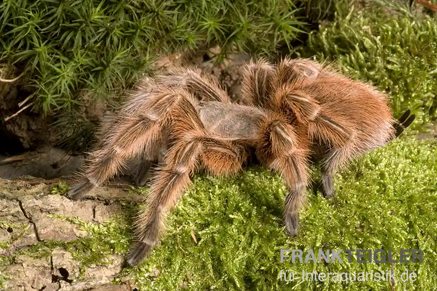 Rote Chile-Vogelspinne, Grammostola rosea Aktuell