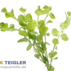 Nur Heute Pfennigkraut, Lysimachia nummularia, Bund