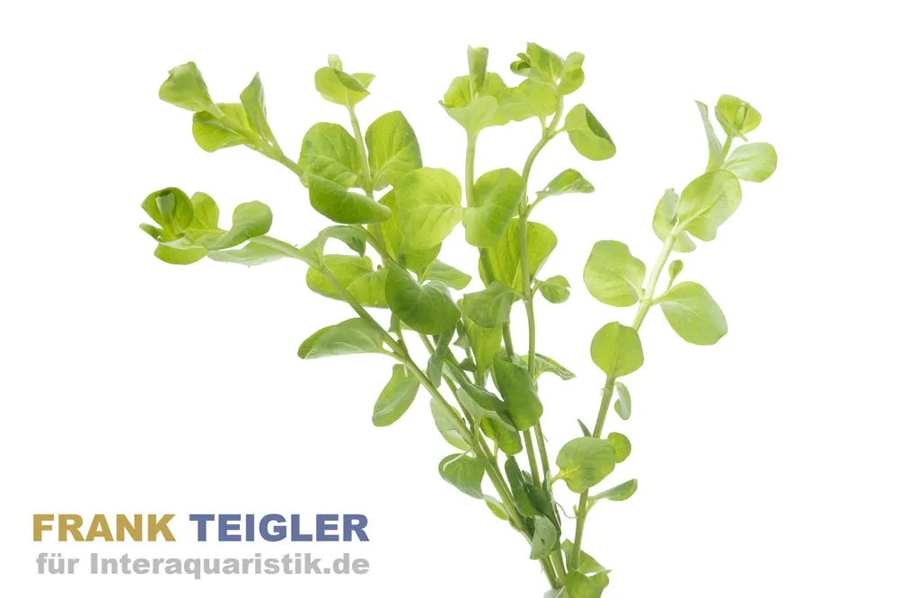 Nur Heute Pfennigkraut, Lysimachia nummularia, Bund
