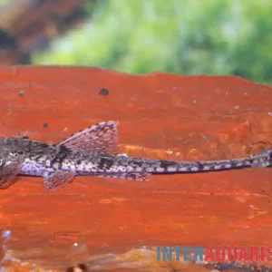 Kracherpreis Zwerghexenwels, Rineloricaria beni
