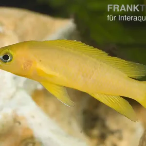 Tanganjika-Goldcichlide, Neolamprologus leleupi Schneller Versand