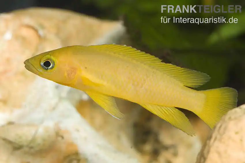 Tanganjika-Goldcichlide, Neolamprologus leleupi Schneller Versand