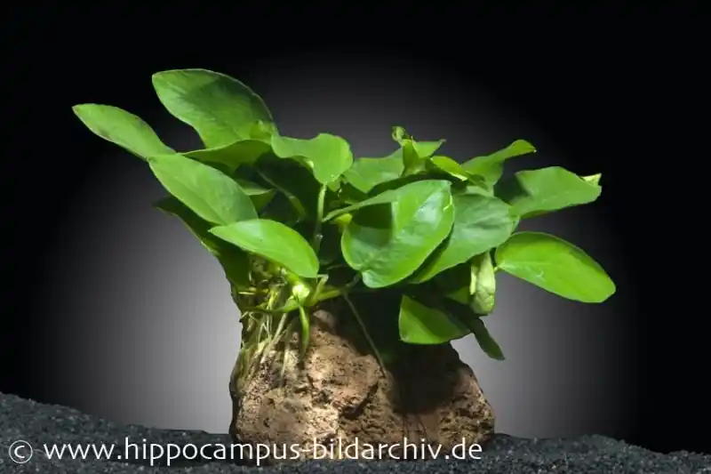 Begrenztes Angebot Zwergspeerblatt, Anubias nana, auf Lavastein 5-8 cm