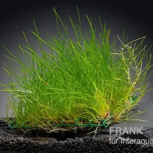 Nadelsimse, Eleocharis acicularis, auf Matte, ca. 10x15 cm Neue Kollektion