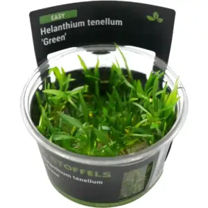 Saisonangebot Grasartige Zwergschwertpflanze, Helanthium tenellum "Green", In Vitro