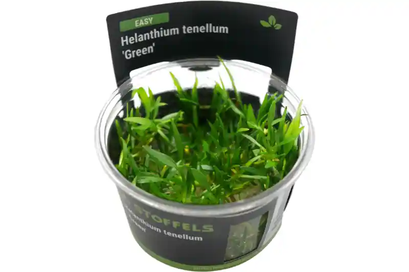 Saisonangebot Grasartige Zwergschwertpflanze, Helanthium tenellum "Green", In Vitro