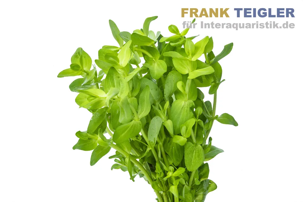 Sonderaktion Wolliges Fettblatt, Bacopa lanigera, Bund