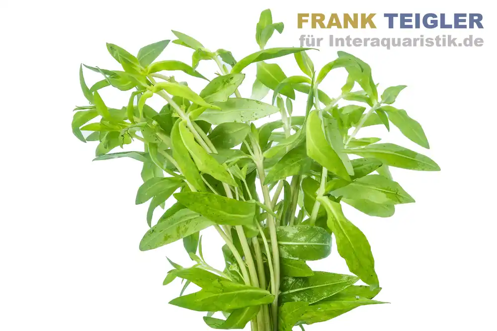 Bestpreis Kirschblättriger Wasserfreund, Nomaphila stricta, Bund