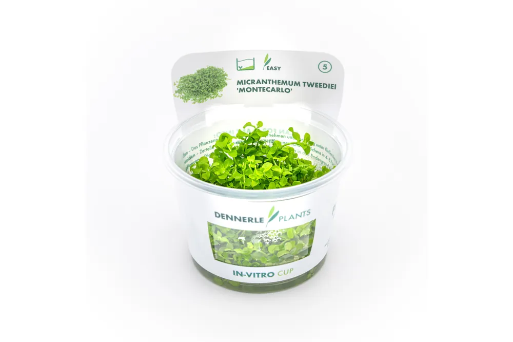 Montecarlo-Perlenkraut, Micranthemum tweediei, In Vitro Markenware