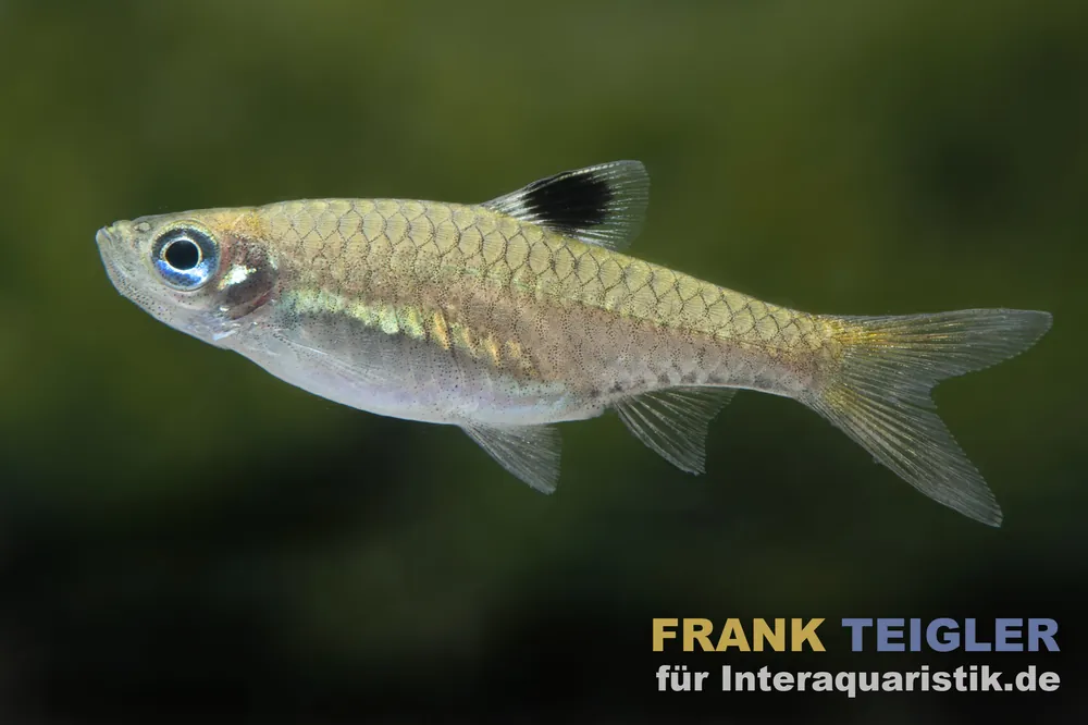 Augenfleckbärbling, Brevibora dorsiocellata Direkt Vom Hersteller
