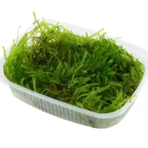 Spiky-Moos, Taxiphyllum spiky, im 250 ml Becher Rabatt