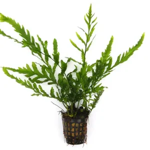 Kongowasserfarn, Bolbitis heudelotii, XL Topf, Mutterpflanze Preiswert