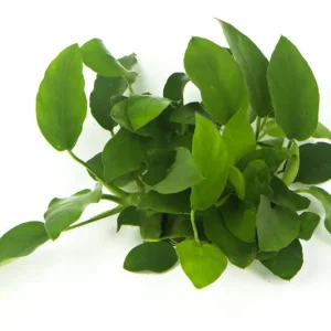 Preis Gesenkt Zwergspeerblatt, Anubias nana, XL Topf, Mutterpflanze
