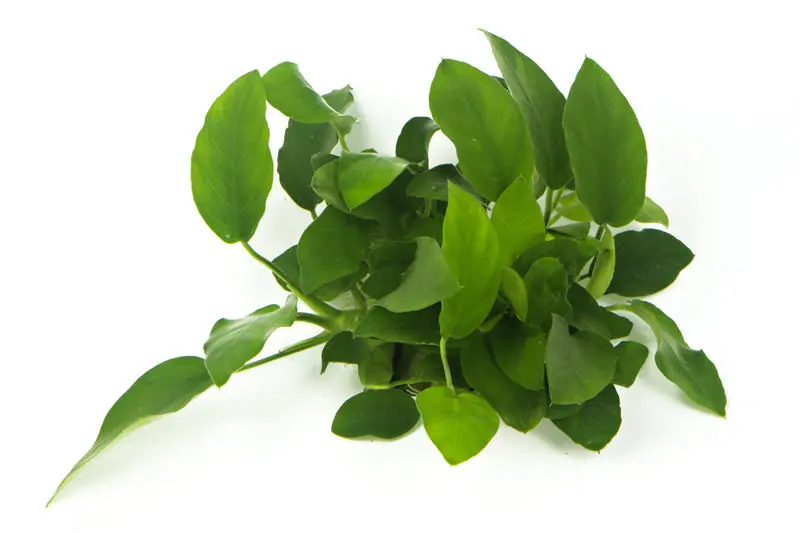 Preis Gesenkt Zwergspeerblatt, Anubias nana, XL Topf, Mutterpflanze