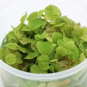 Mega-Angebot Wasserwolfsmilch, Phyllanthus fluitans, 250 ml Becher