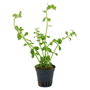 Schnäppchen Kleines Fettblatt, Bacopa monnieri, im Topf