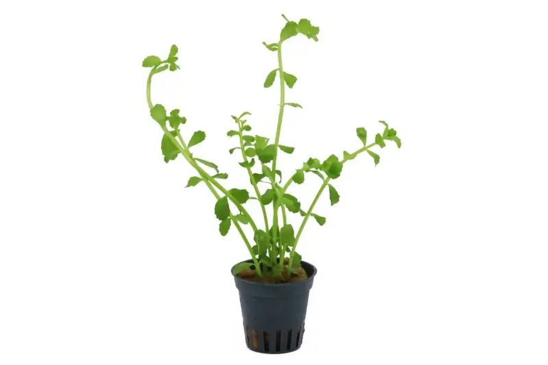 Schnäppchen Kleines Fettblatt, Bacopa monnieri, im Topf