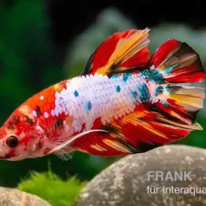 Sichere Zahlung Plakat Kampffisch Candy, Betta splendens, Männchen
