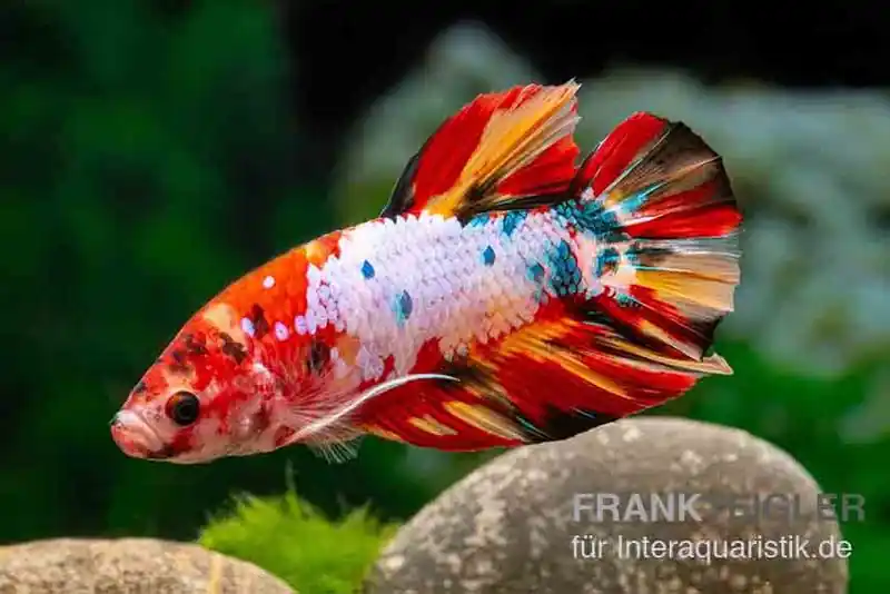 Sichere Zahlung Plakat Kampffisch Candy, Betta splendens, Männchen