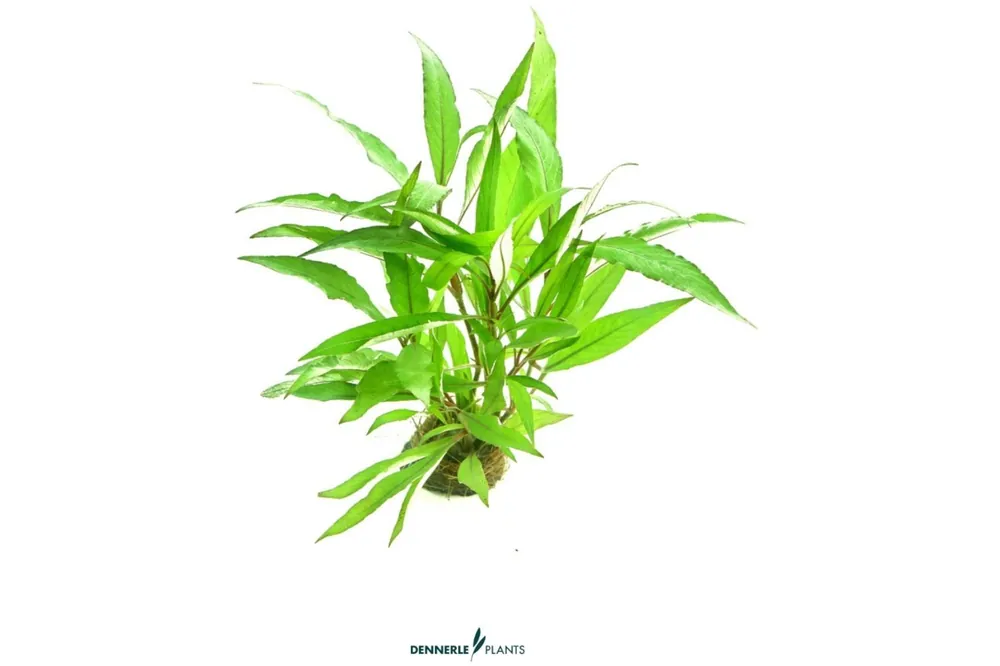 Beliebt Thailand Wasserfreund, Hygrophila corymbosa Thailand, im Topf