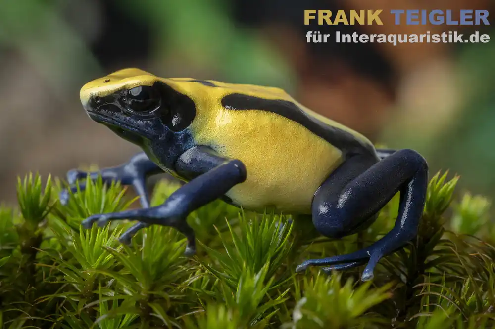 Preisknaller Citronella-Pfeilgiftfrosch, Dendrobates tinctorius Citronella