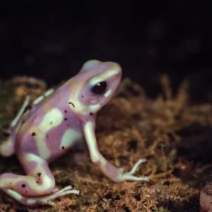 Albino-Grüner Pfeilgiftfrosch, Dendrobates auratus Albino Top-Seller