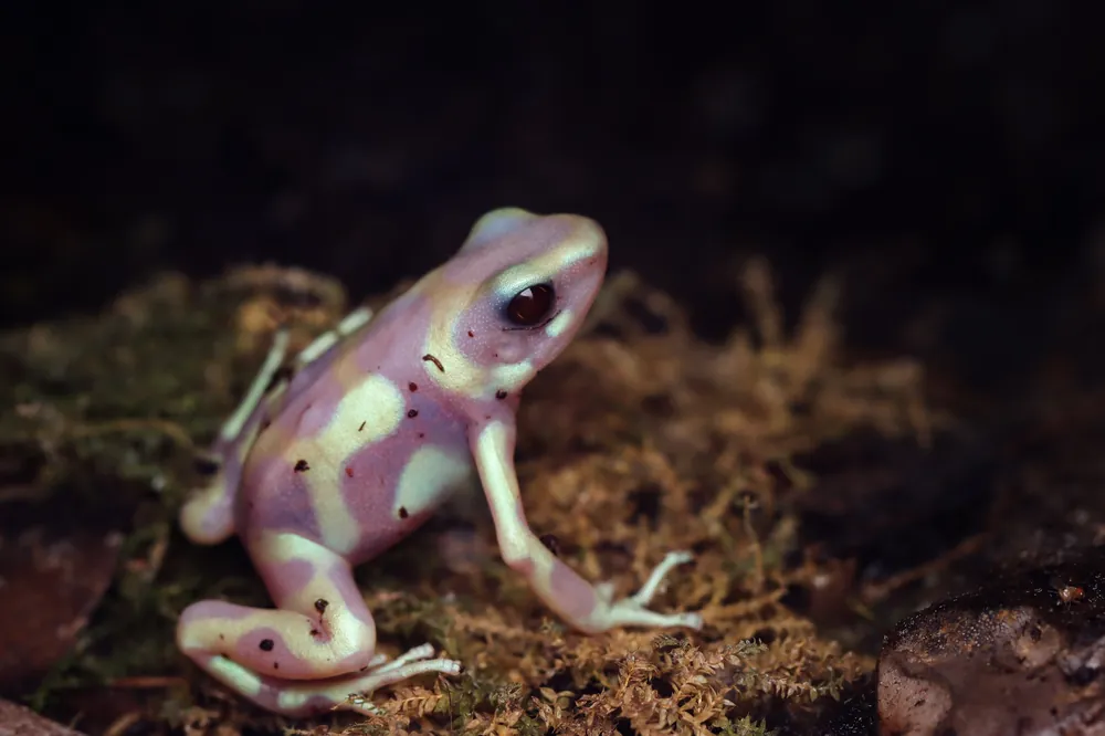 Albino-Grüner Pfeilgiftfrosch, Dendrobates auratus Albino Top-Seller