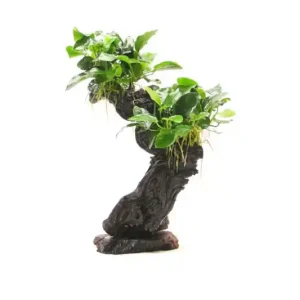 Mbuna M mit Anubias barteri var. nana, ca. 10x15x30 cm Saisonangebot