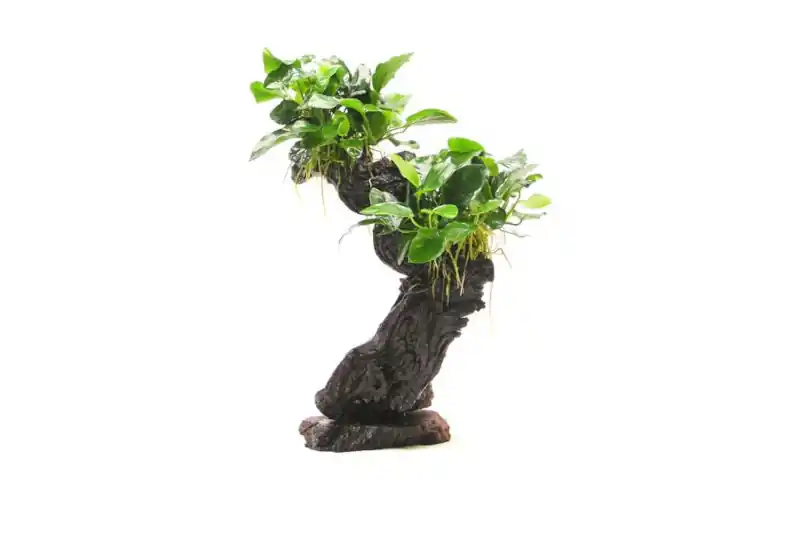 Mbuna M mit Anubias barteri var. nana, ca. 10x15x30 cm Saisonangebot