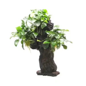 Abverkauf Mbuna L mit Anubias barteri var. nana, ca. 12x19x45 cm