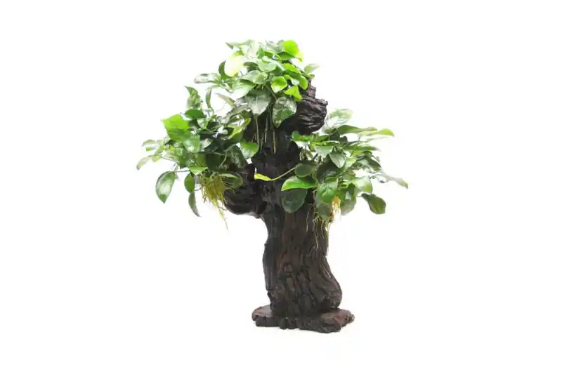 Abverkauf Mbuna L mit Anubias barteri var. nana, ca. 12x19x45 cm