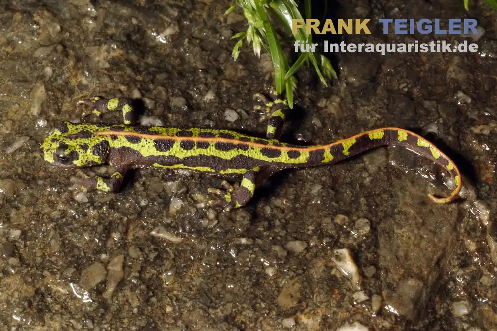 Südiberischer Rippenmolch, Triturus pygmaeus Must-Have