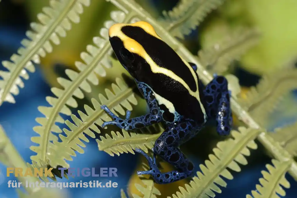 Färberfrosch Cobalt, Dendrobates tinctorius Aktuell