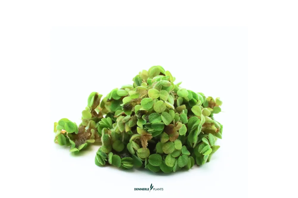 Jetzt Kaufen Zwergwasserfarn, Salvinia minima, In Vitro