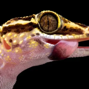 Knallerangebot Lohatsara Gecko, Paroedura lohatsara