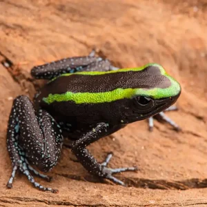 Grüner Blattsteiger, Phyllobates aurotaenia Top-Seller