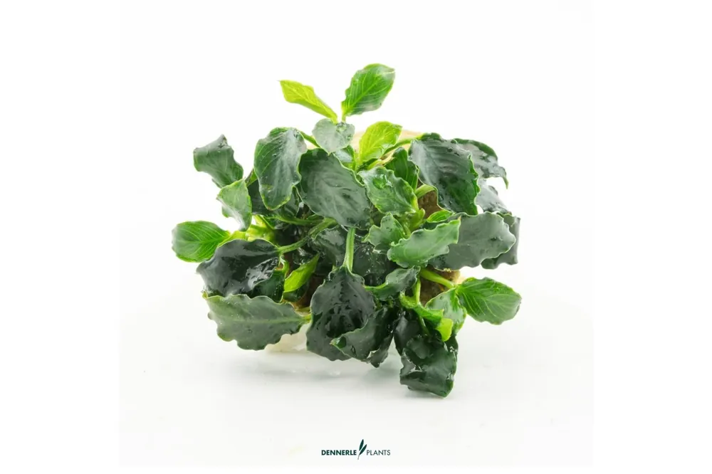 Mini-Kirin-Zwergspeerblatt, Anubias nana 'Mini Kirin', im Topf Sofort Bestellen