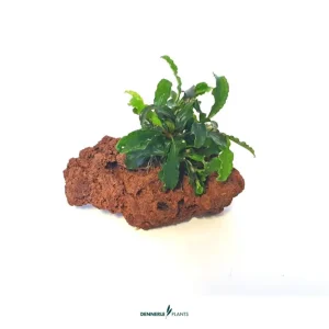 Heißes Angebot Bucephalandra auf Stein, Bucephalandra spec., auf Stein, ca. 10x7x7 cm