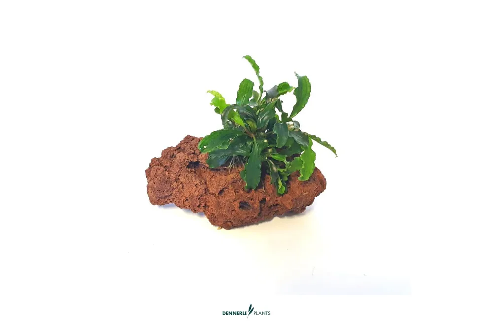 Heißes Angebot Bucephalandra auf Stein, Bucephalandra spec., auf Stein, ca. 10x7x7 cm