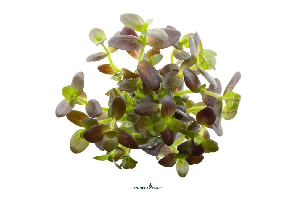 Lila Falsches Fettblatt, Bacopa salzmannii 'Purple', im Topf Finale Aktion