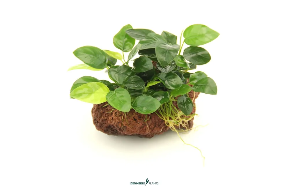Zwergspeerblatt, Anubias nana, auf Stein, ca. 13 x 9 x 11 cm Knallerangebot