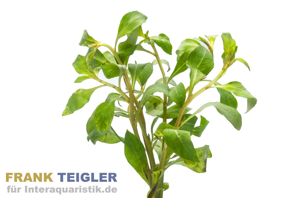 Spitzblättrige Ludwigie, Ludwigia arcuata, im Topf Expressversand