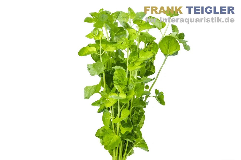 Karibische Minze, Micromeria brownei, im Topf Preis Gesenkt