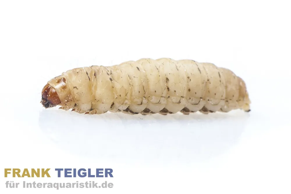 Sofort Bestellen Wachsmaden (Bienenmaden/Wachsmottenlarven), Dose 18 g