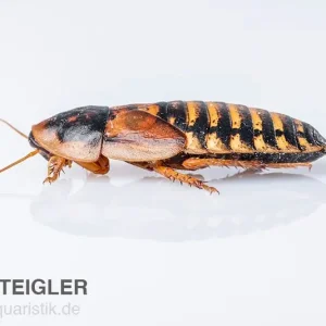Direkt Vom Hersteller Argentinische Schaben, Blaptica dubia, mittel, 12 Stück