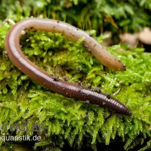 Kracherpreis Laubwurm, Lumbricus rubellus, 18 Stück