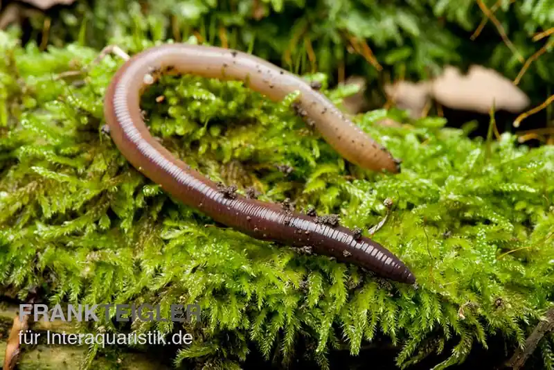 Kracherpreis Laubwurm, Lumbricus rubellus, 18 Stück