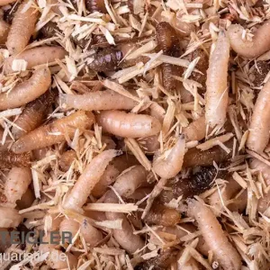 Neu Im Sortiment Fleischfliegen Maden, Sarcophagidae sp., 1000 ml