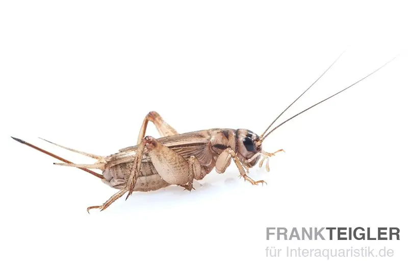 Heimchen, klein (4), Futterinsekten ca. 1000 Stück lose Abverkauf